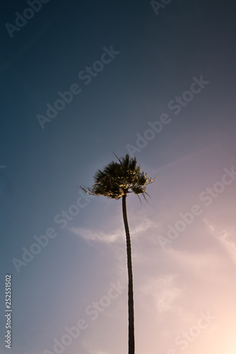 california palm