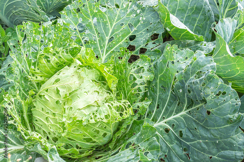 Cabbage damaged by insects pests close-up. Head and leaves of cabbage in hole, eaten by larvae butterflies and caterpillars. Consequences of the invasion butterflies Pieris brassicae
