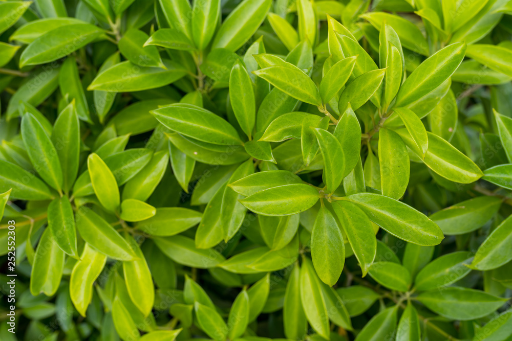 Top view of green plant Top view of green plant