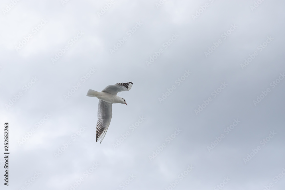 Obraz premium Seagulls in cloudy weather