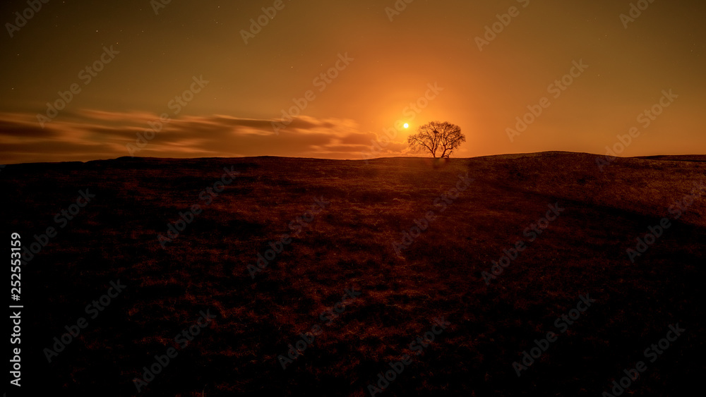 custom made wallpaper toronto digitaltree and moon