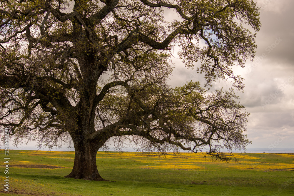 tree in park