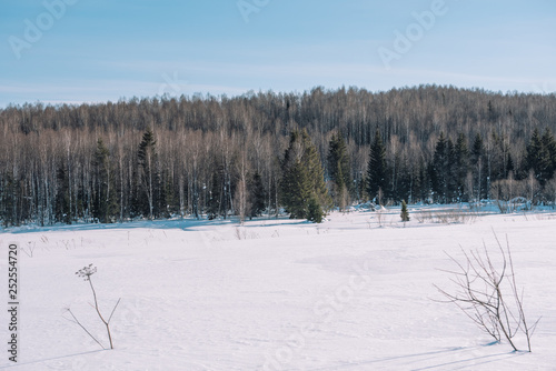 Wallpaper Mural Winter forest landscape. Taiga in the winter. Siberian forest in winter. Snow covered trees. Christmas trees under the snow. Torontodigital.ca