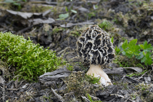 Muschroms in the forest, photo Czech republic.
