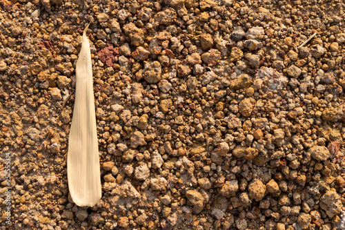 Dried bamboo leaf placed on laterite soil photo