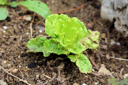 Young Lettuce or Lactuca sativa annual plant planted in local garden surrounded with wet soil and rocks on rainy summer day