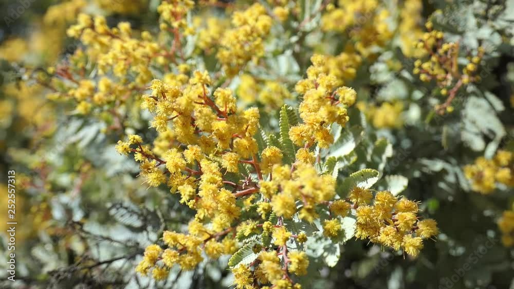 The beautiful Acacia chinchillensis (chinchilla wattle) blossom The beautiful Acacia chinchillensis (chinchilla wattle) blossom