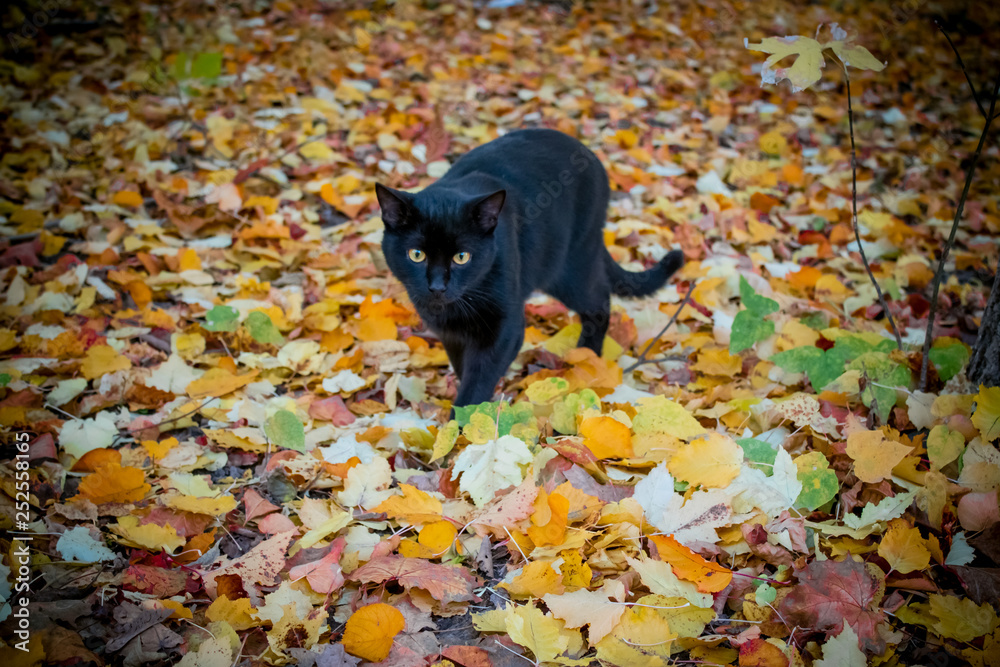 cat in autumn forest