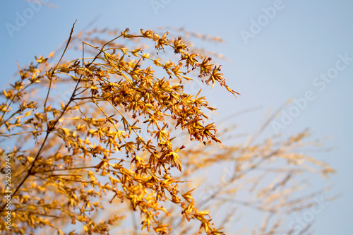 Flowers of bamboo on a blue sky background