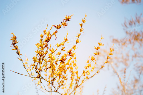 Flowers of bamboo on a blue sky background