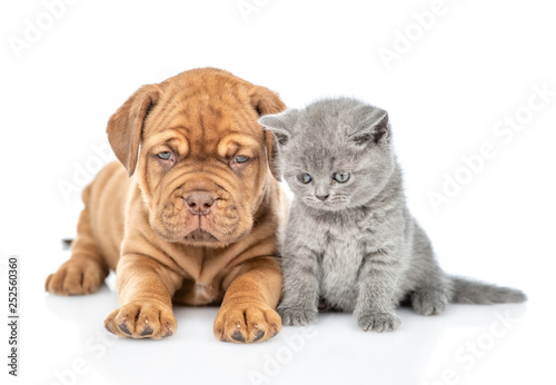 Puppy lying with funny kitten in front view looking down. isolated on white background