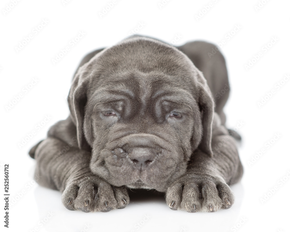 Sick neapolitan mastiff puppy lying and looking at camera. isolated on white background Sick neapolitan mastiff puppy lying and looking at camera. isolated on white background