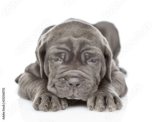 Sick neapolitan mastiff puppy lying and looking at camera. isolated on white background