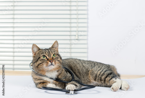 Very cute gray cat in a veterinary clinic