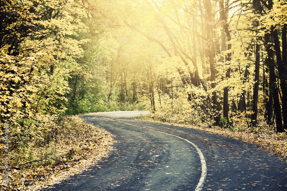 Fototapeta premium Sunny road in autumn forest