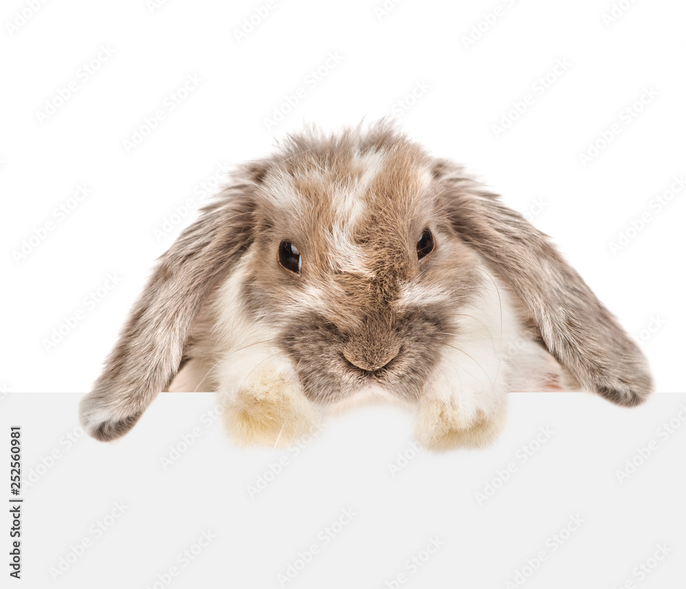 Rabbit looking over white banner. Isolated on white background. Empty space for text Rabbit looking over white banner. Isolated on white background. Empty space for text