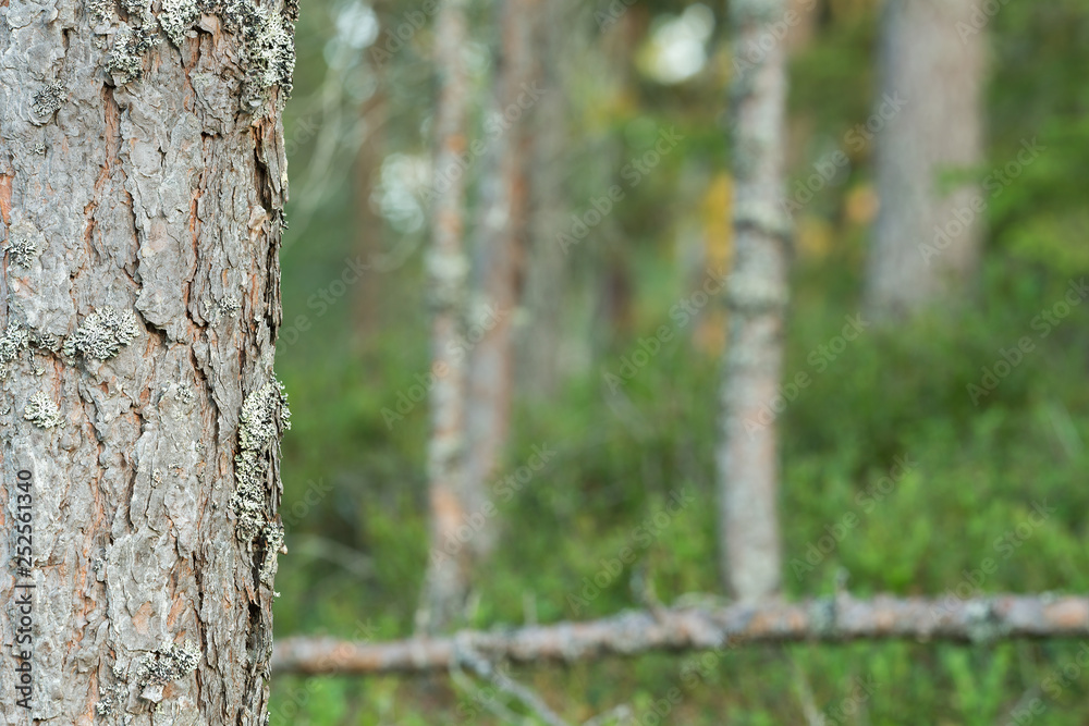 Pine tree in front of conifrous forest in sweden