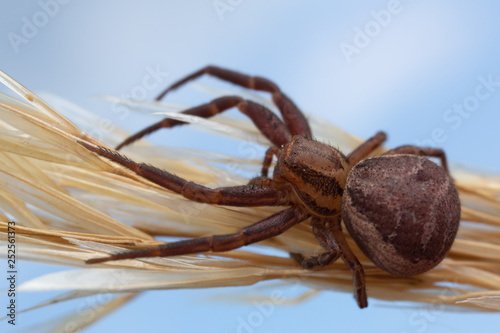 Double-banded crab-spider, Xysticus bifasciatus on straw, macro photo photo