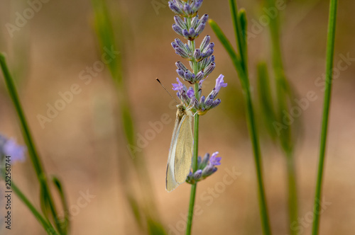 Butterfly Leptidea sinapis on lavender angustifolia, lavandula photo