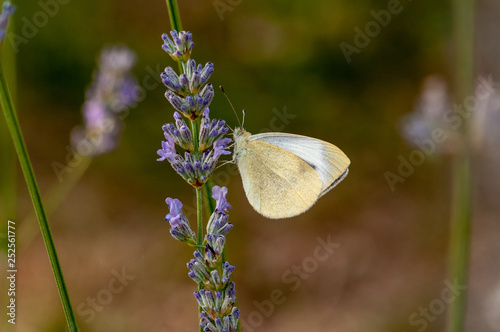 Butterfly Leptidea sinapis on lavender angustifolia, lavandula photo