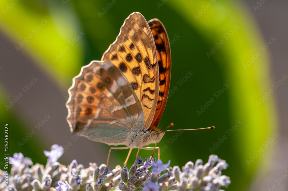 Obraz premium Papilio Argynnis paphia on lavender angustifolia, lavandula