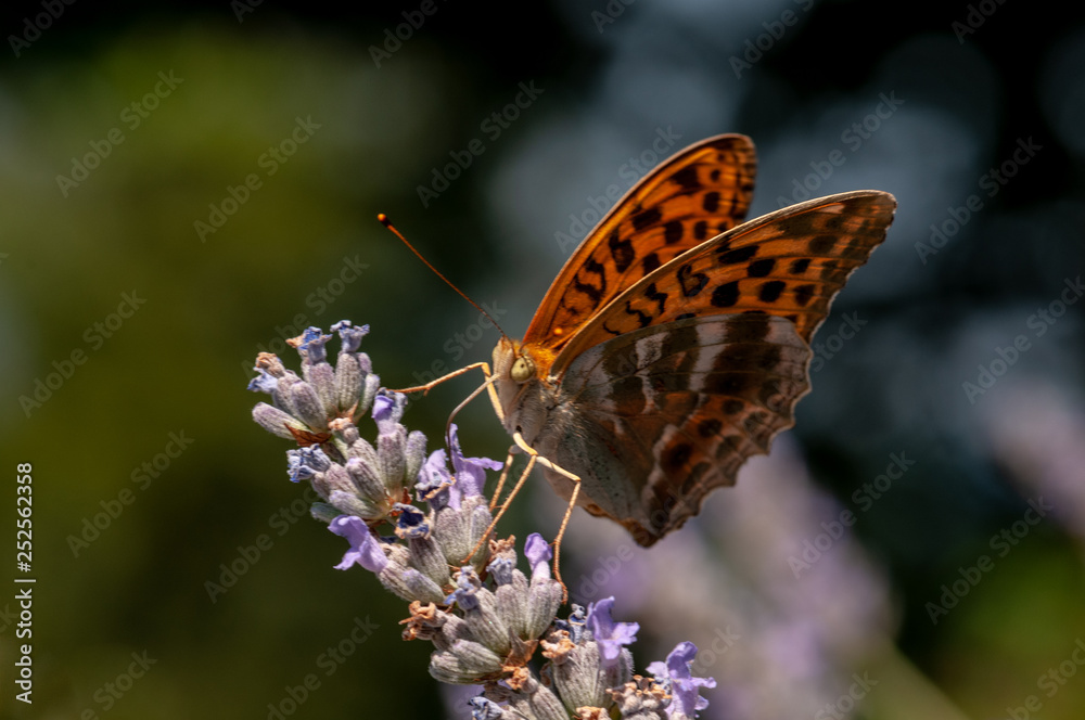 Obraz premium Papilio Argynnis paphia on lavender angustifolia, lavandula