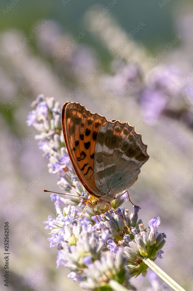 Obraz premium Papilio Argynnis paphia on lavender angustifolia, lavandula