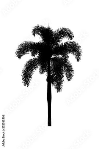 Palm tree silhouette Ornamental plants beautiful on white background