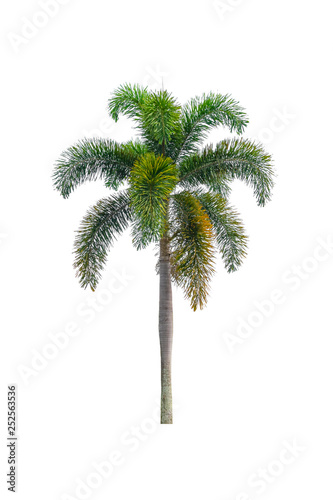 Palm tree Ornamental plants  beautiful on white background