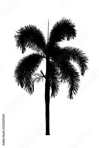 Palm tree silhouette Ornamental plants beautiful on white background