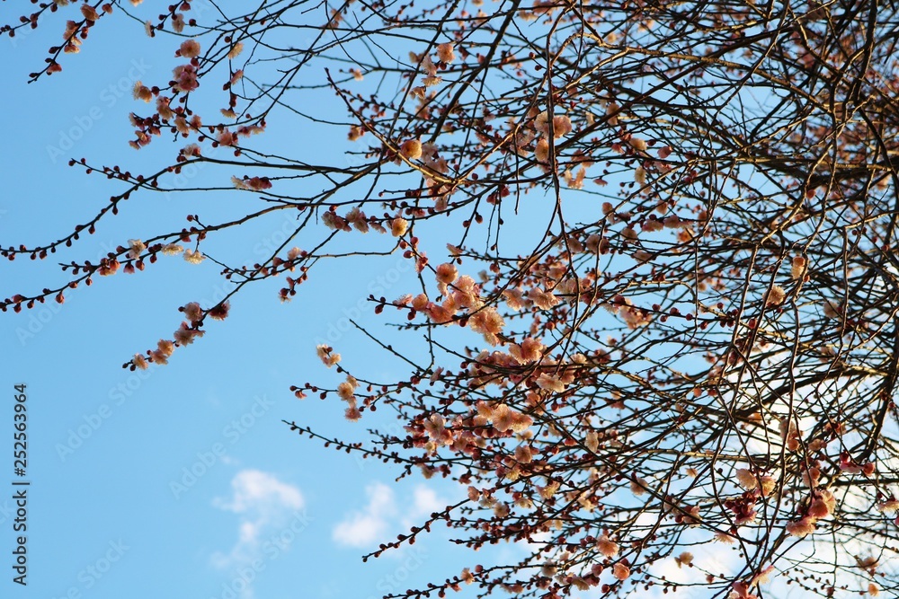 梅の花　青空　ピンク　栃木