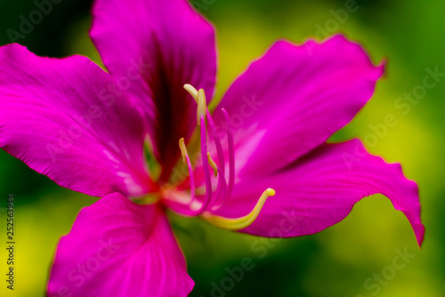 Abstract colored background close up. Macro.