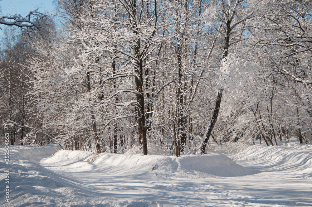 Obraz premium Winter landscape with a park