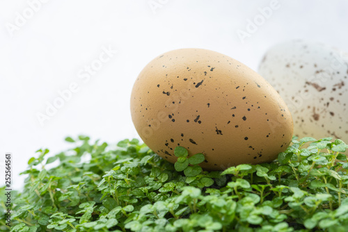 Jajka przepiórcze na zielonym podłożu i białym tle.