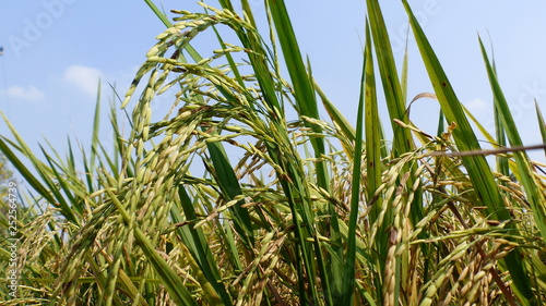 Rice grains ready to be harvested in the summer