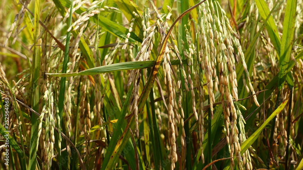 Rice grains ready to be harvested in the summer Rice grains ready to be harvested in the summer