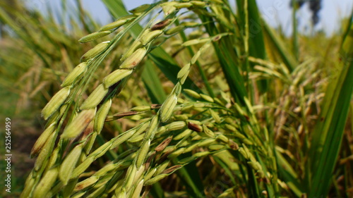 Rice grains ready to be harvested in the summer