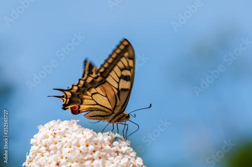 Butterfly on white Buddleja davidii