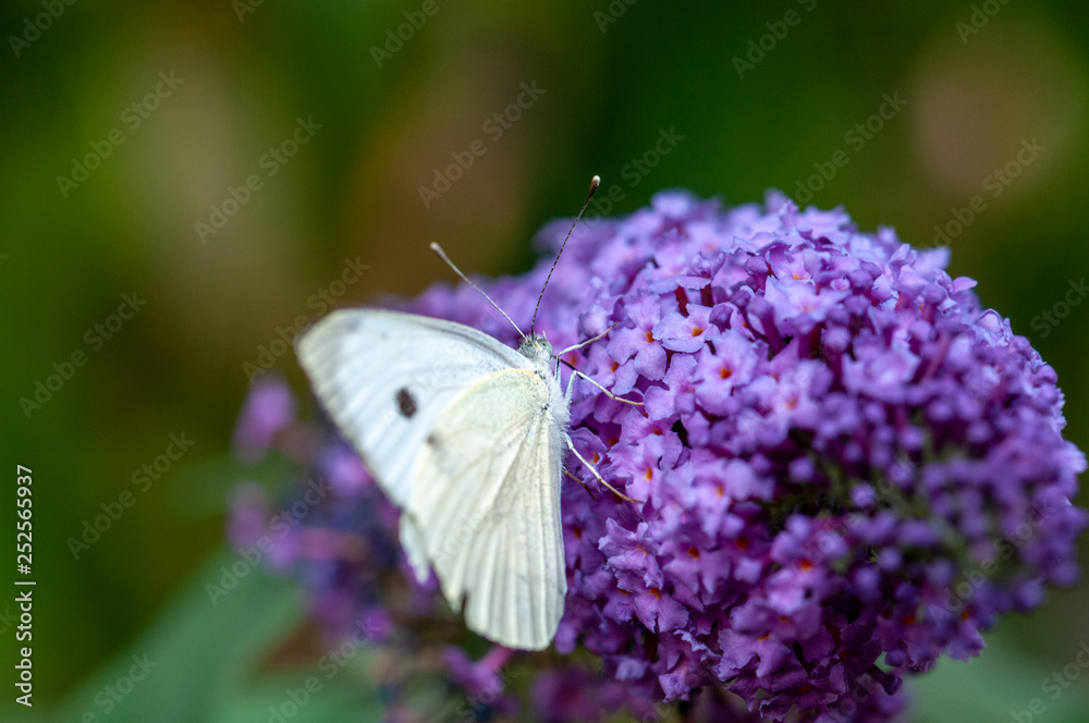 Naklejka premium Butterfly Leptidea sinapis on purple Buddleja davidii