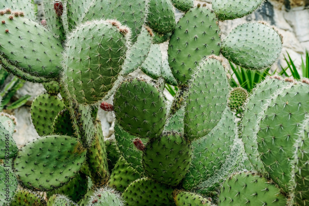 cactus close up cactus close up