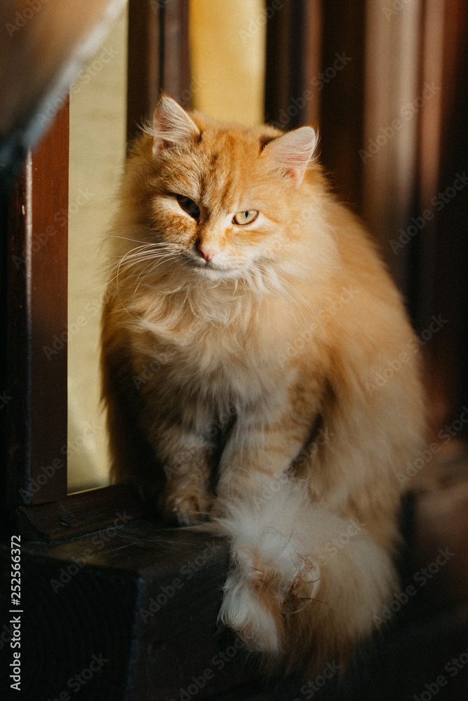 Orange fluffy cat sits on a wooden window sill under the sun