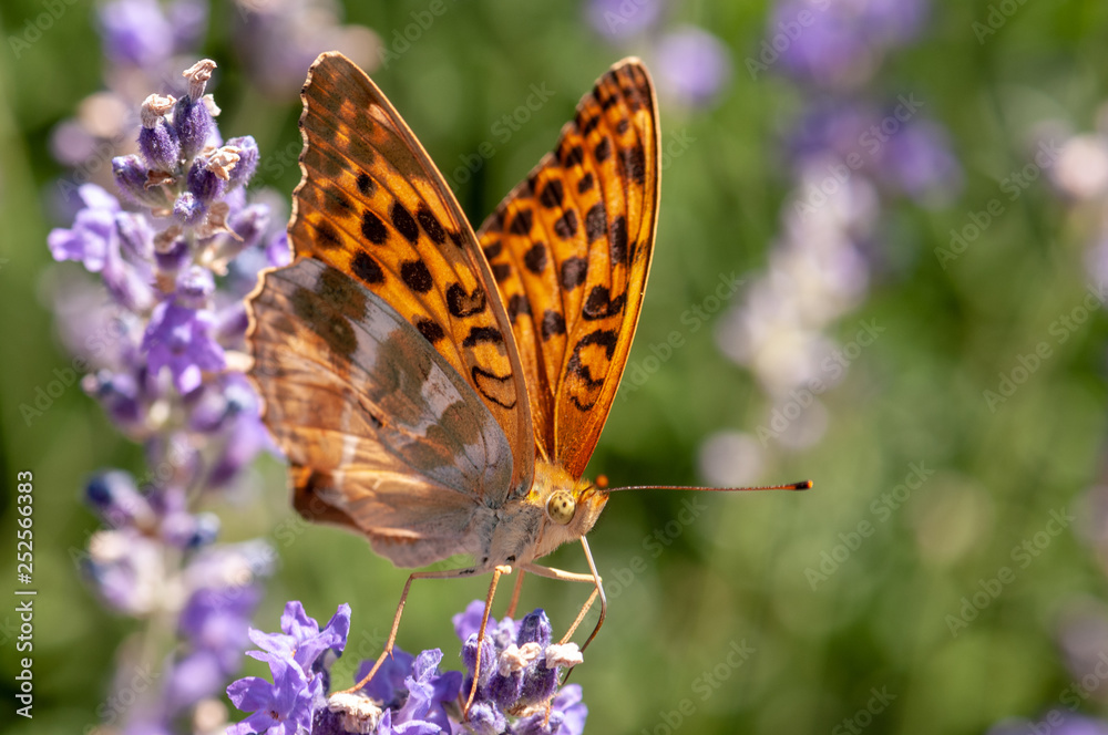 Obraz premium Papilio Argynnis paphia on lavender angustifolia, lavandula