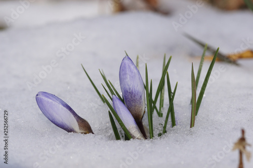 03.03.2018 DE, NRW, Leverkusen Krokus im Schnee Crocus tommasinianus photo