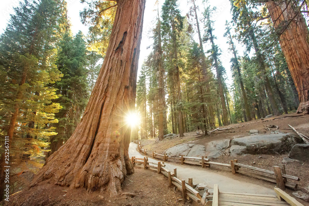 Fototapeta premium Sunset in Sequoia national park in California, USA