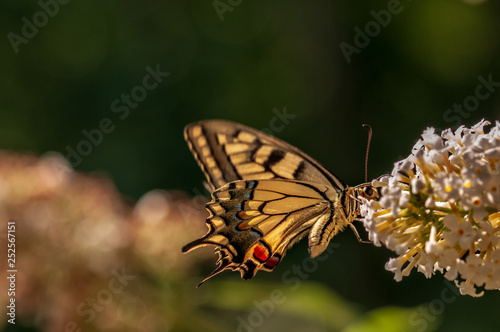 Butterfly on white Buddleja davidii © diwali