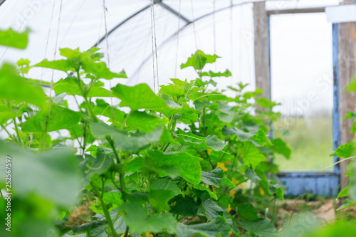 A view of organical high big green cucumber plants on a garden bed growing in a private garden in spring and summer for vegetarian