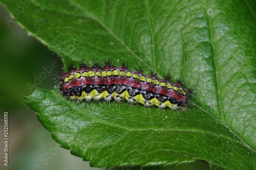 12.05.2018 DE, RLP, Schloáb”ckelheim Trauerwidderchen, Raupe Aglaope infausta (LINNAEUS, 1767) photo