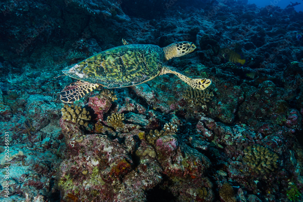Fototapeta premium Sea Turtle at the Maldives