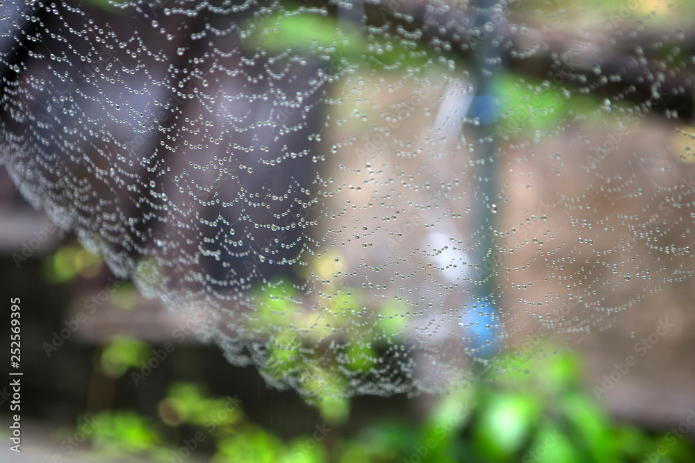 Rain drops on a spider-web near Kuranda in Tropical North Queensland, Australia