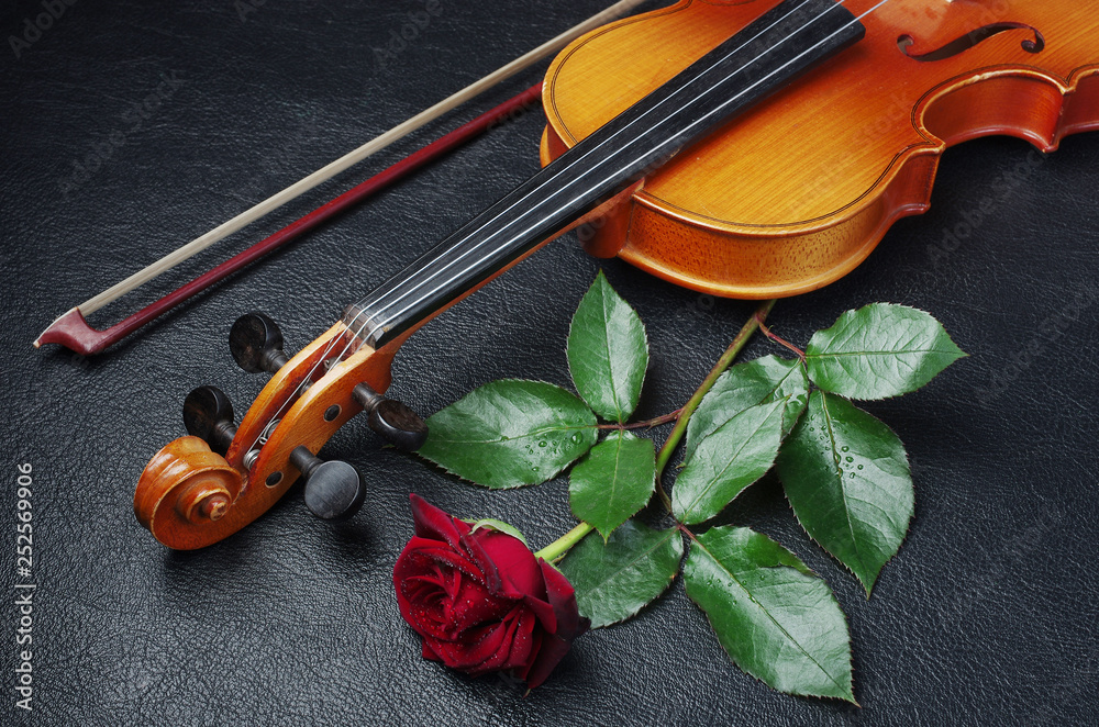 Fototapeta premium Violin and red rose on a dark background.